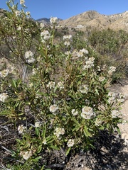 Eriodictyon trichocalyx