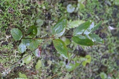 Hypericum grandifolium