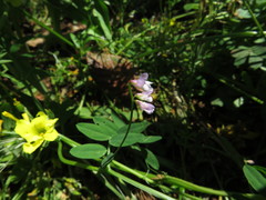 Vicia disperma
