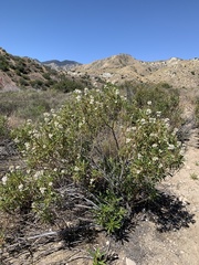 Eriodictyon trichocalyx