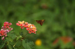 Miltomiges cinnamomea