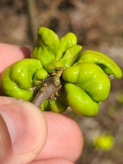 Exobasidium symploci