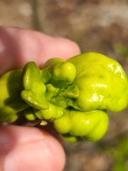 Exobasidium symploci