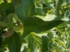 Blitum bonus-henricus