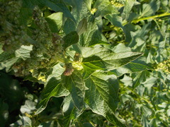 Blitum bonus-henricus