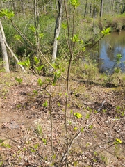 Exobasidium symploci