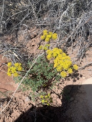 Cymopterus purpureus