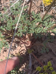 Cymopterus purpureus