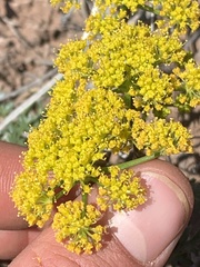 Cymopterus purpureus