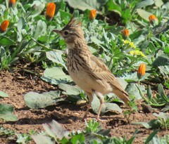 Galerida theklae ruficolor