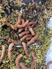 Dendragapus fuliginosus