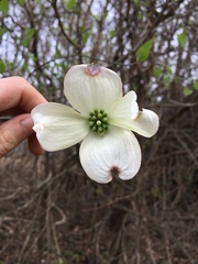 Cornus florida