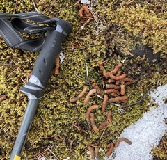 Dendragapus fuliginosus