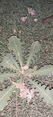 Launaea capitata