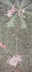 Launaea capitata
