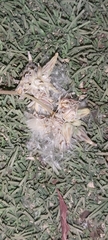 Launaea capitata