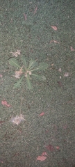Launaea capitata