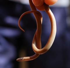 Tantilla hobartsmithi