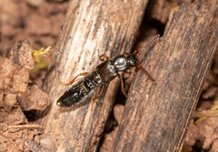 Myrmoecia confragosa