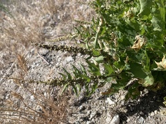 Blitum californicum