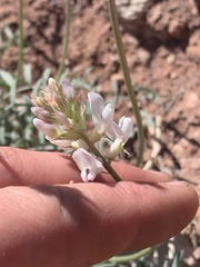 Astragalus flavus