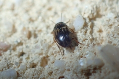 Hydroglyphus geminus