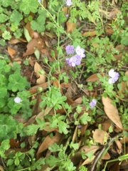 Phacelia hirsuta