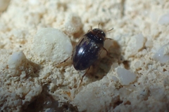 Hydroglyphus geminus