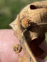 Acraspis quercushirta