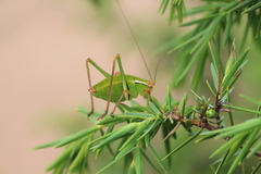 Barbitistes fischeri