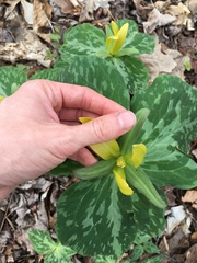 Trillium luteum