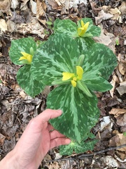 Trillium luteum