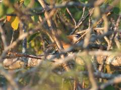 Cantorchilus longirostris