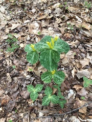 Trillium luteum