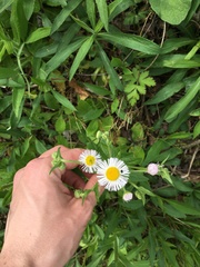 Erigeron philadelphicus