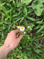 Erigeron philadelphicus