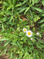 Erigeron philadelphicus