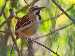 Myrmorchilus strigilatus