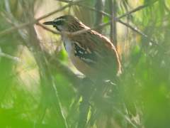 Myrmorchilus strigilatus