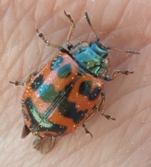 Chrysomela interrupta