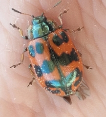 Chrysomela interrupta