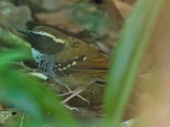 Myrmoderus loricatus