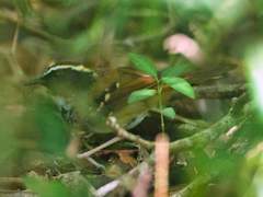 Myrmoderus loricatus