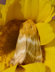 Schinia miniana
