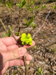 Exobasidium symploci