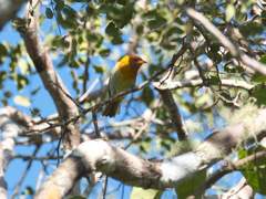 Hemithraupis ruficapilla