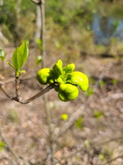 Exobasidium symploci