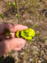 Exobasidium symploci