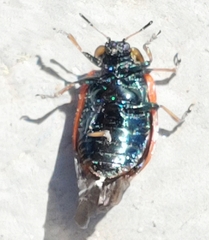 Chrysomela interrupta