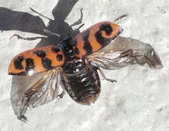 Chrysomela interrupta